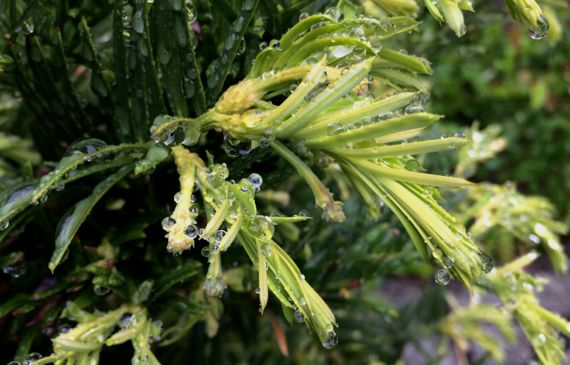 Taxus a dripping