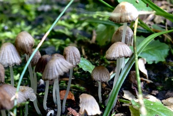 Teeny mushrooms driveway