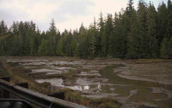 Tidal flat mud