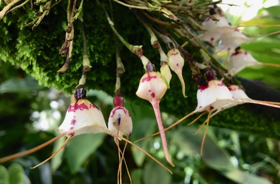 Tiny hanging orchids