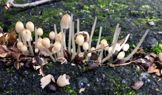 Tiny mushroom forest