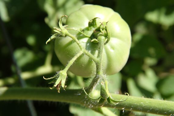 tomato_green_and_buds.jpg