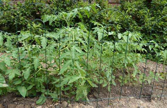 tomato_plants_fenced_in_2010.jpg