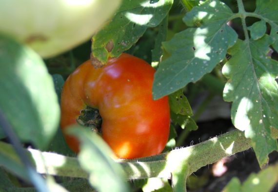 tomato_turning_red_first_2010.jpg