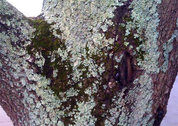 tree_lichen_moss.jpg