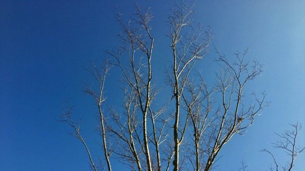 Tree branch etching