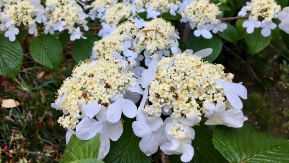 Tree flowers white