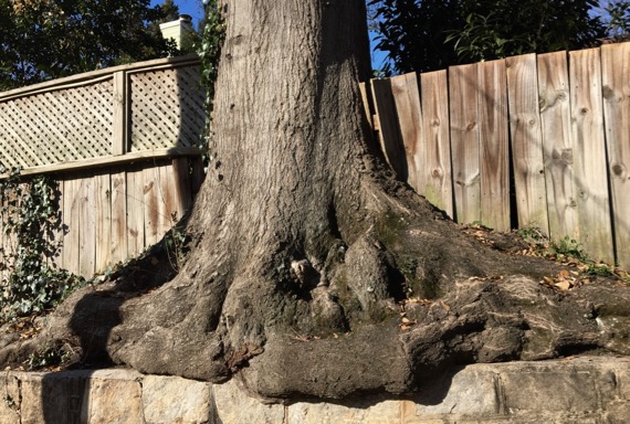 Tree outgrowing