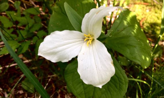 Trillium by downspout