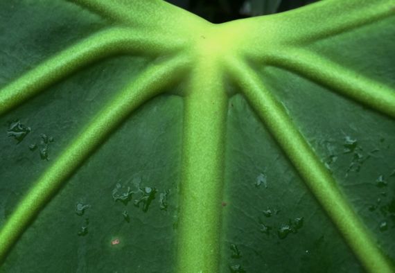 Tropical giant leaf rib detail
