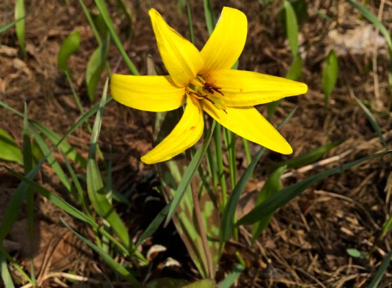 Trout lily in grass