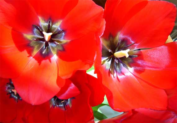 tulip_red_CU.jpg