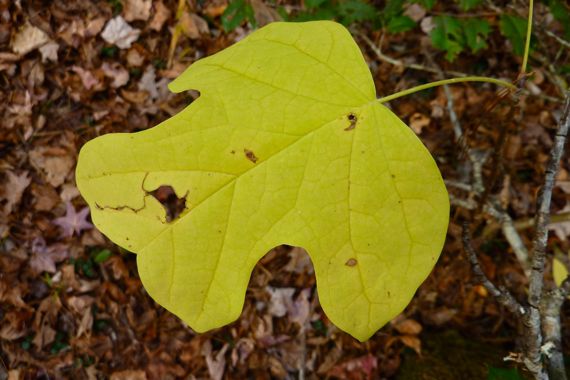 tulip_poplar_leaf_in_fall_color.jpg