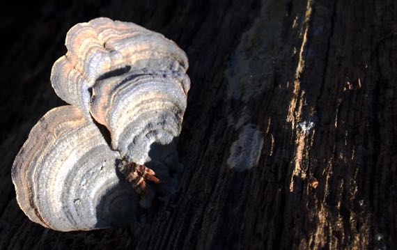 Turkey tail fungi