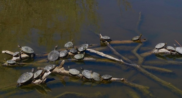 Turtle posse