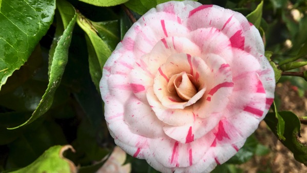 Varigated camellia