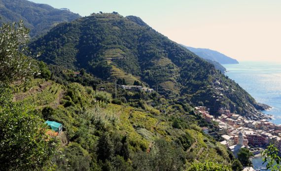 Vernazza terraced slopes