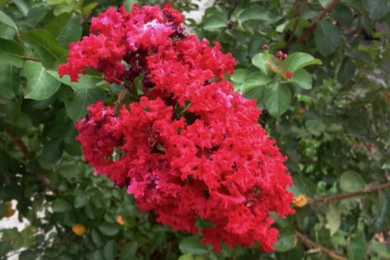 Very red crepe myrtle