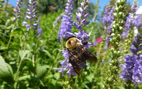 Waldo bumblebee on purple fleur