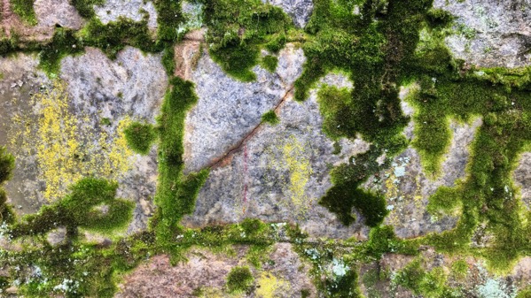 Wall moss lichen