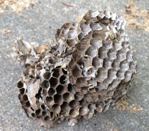Wasp nest abandoned