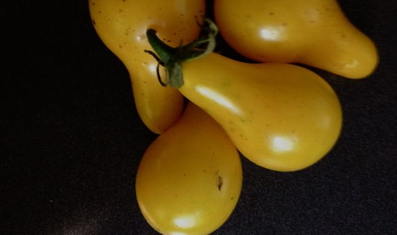 Wee golden pear tomatoes of fall