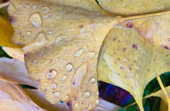 Wet ginkgo leaves