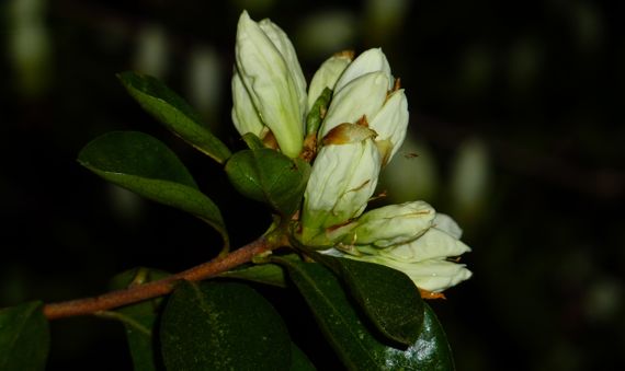 White azalea a budding mar 2011