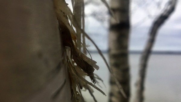 White birch feathers