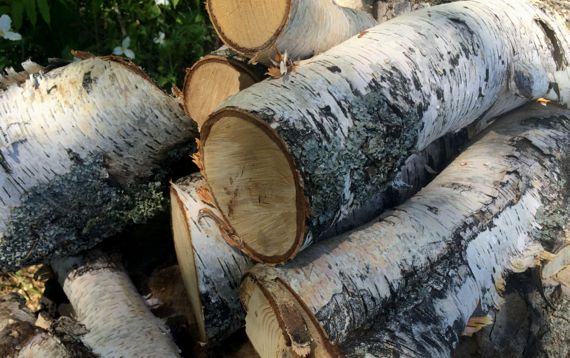White birch logs