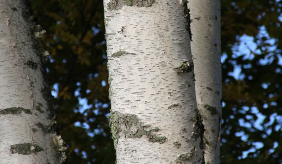 White birch trunks in sun
