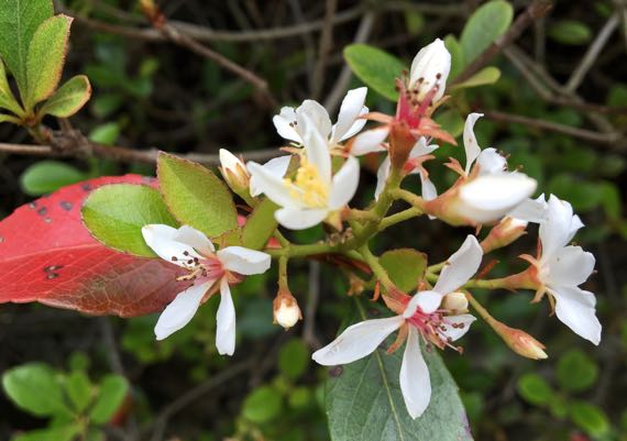 White blooming shrub