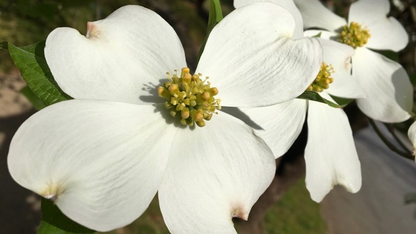 White dogwood fleur