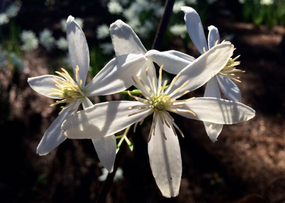 White flower vine scented