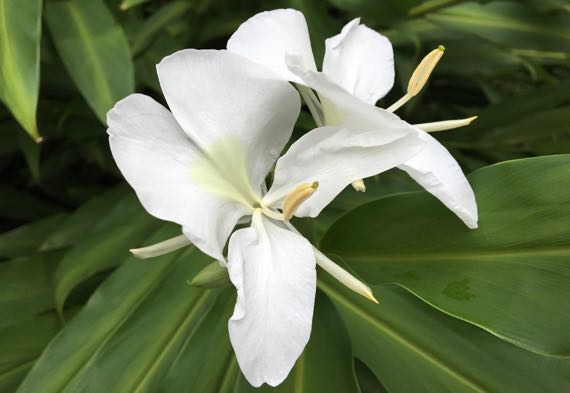 White ginger blossom