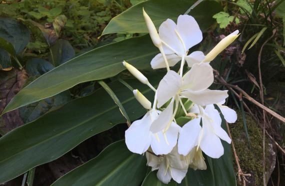 White ginger flower cluster