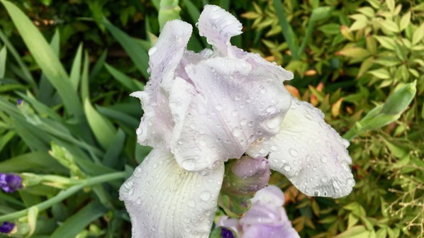 White iris wet
