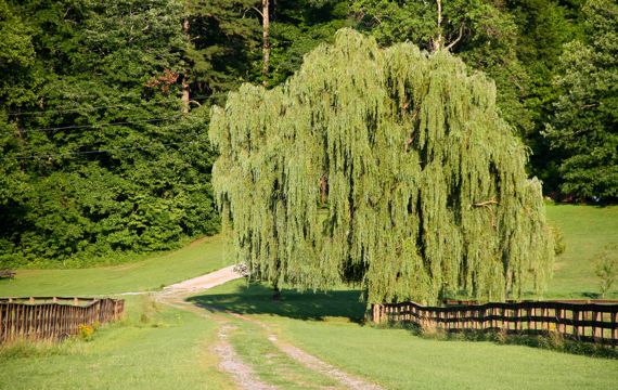 Willow tree in cherokee valley