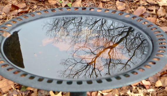 Wintery birdbath reflection