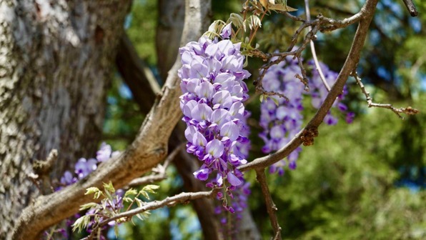 Wisteria cluster