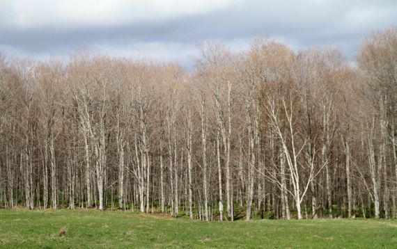 Woods early spring no leaves