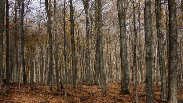 Woods sentinels