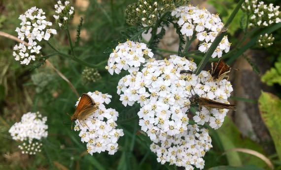 Yarrow and flutterers