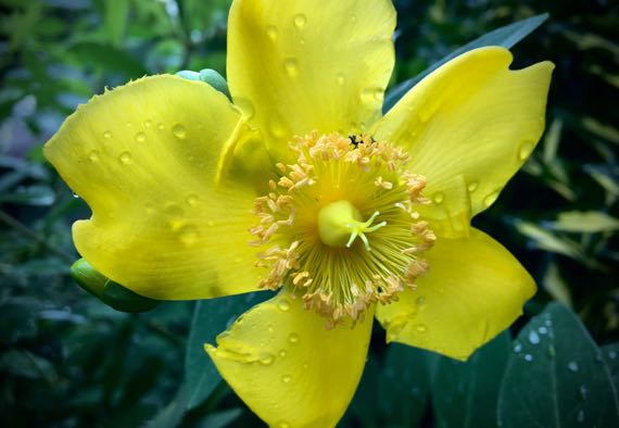 Yellow bee flower