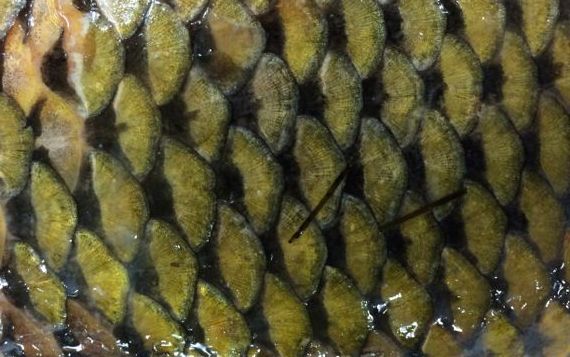 Yellow carp scales aswimming