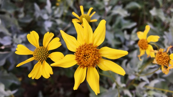 Yellow desert shrub flower