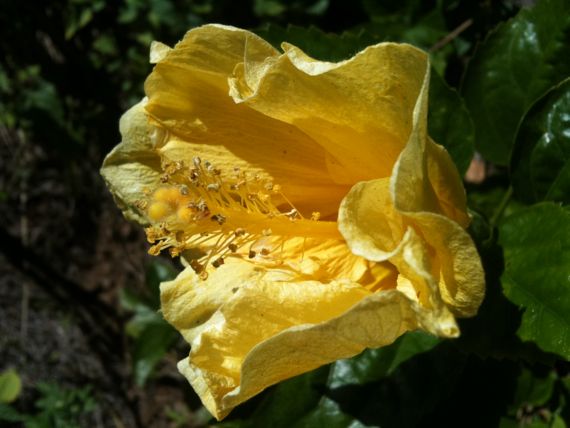 yellow_fall_flower.jpg