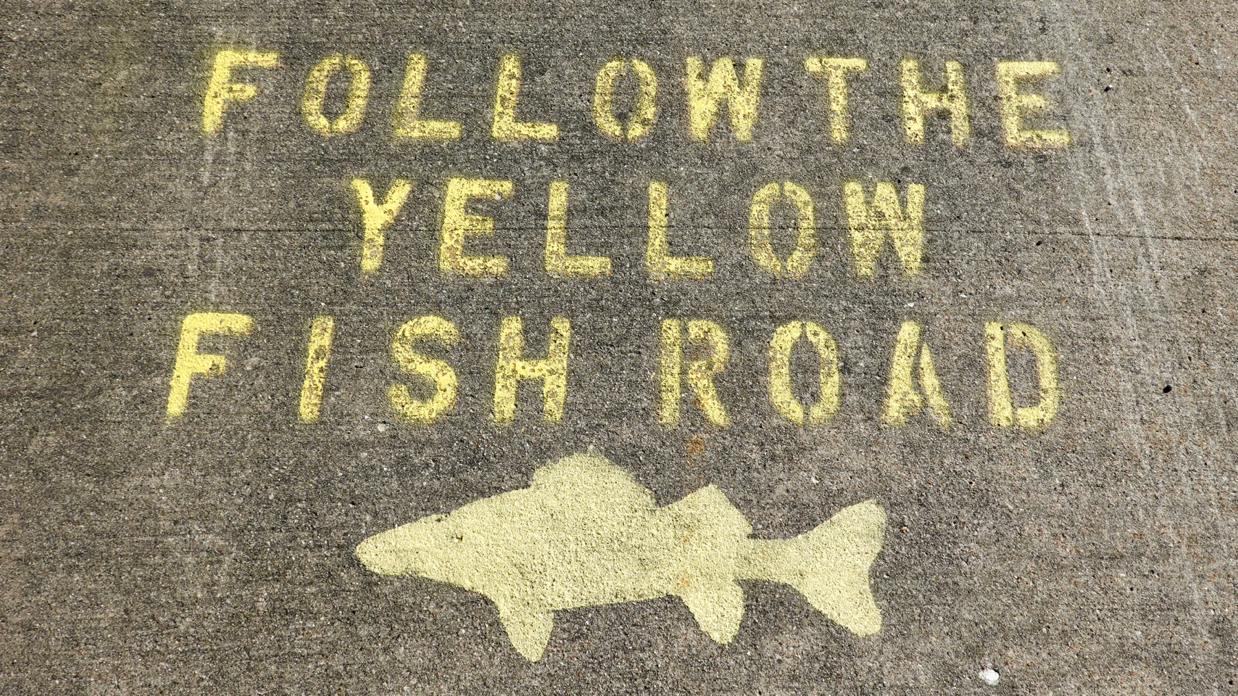 Yellow fish road
