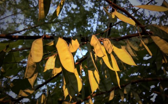 Young redbud pods