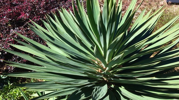 Yucca d yard